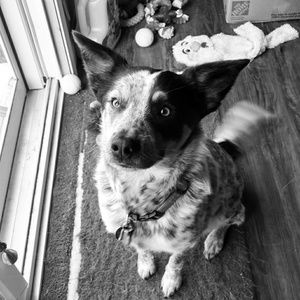 Meet your Posher, Jessie