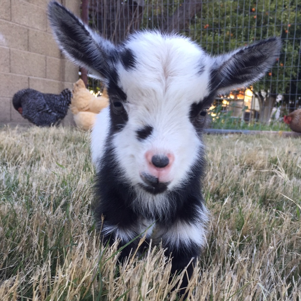 Meet your Posher, Ella