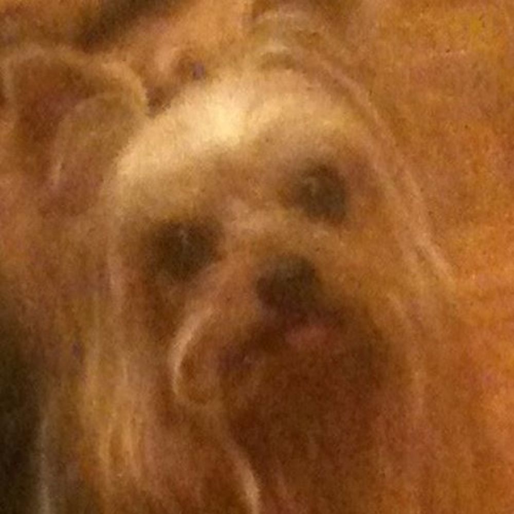 Meet your Posher, Donna