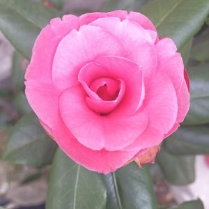 Meet your Posher, Anne