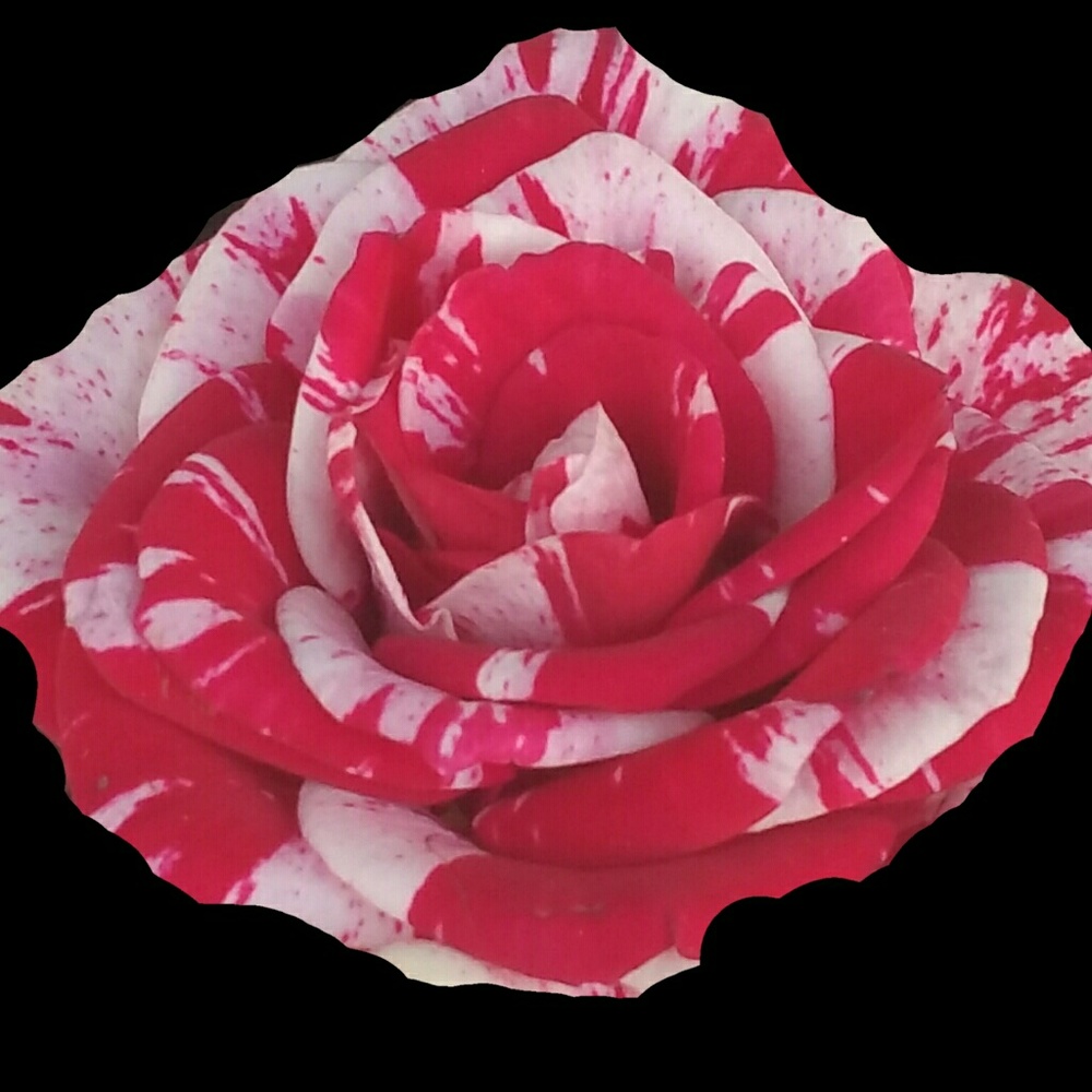 Meet your Posher, Tabby