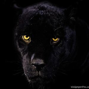 Meet your Posher, Dewitt