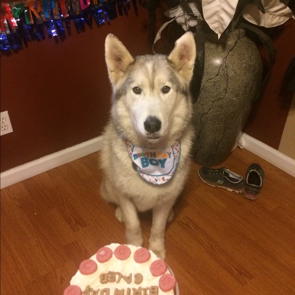 Meet your Posher, Cesar - Picture 2 of 3