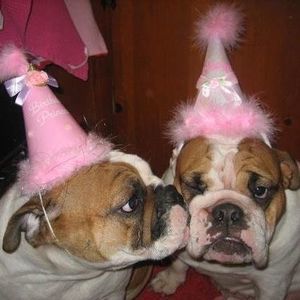 Meet your Posher, Joey