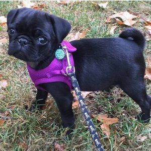 Meet your Posher, Mila