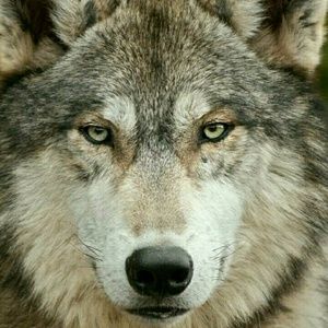 Meet your Posher, Gregory