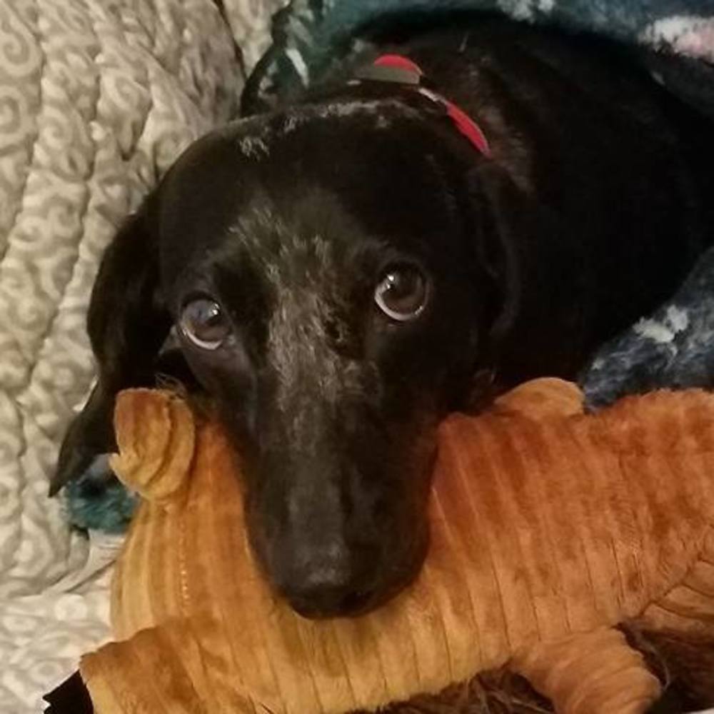 Meet your Posher, Flapper