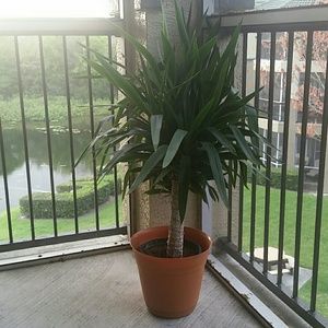 Meet your Posher, Latoshia