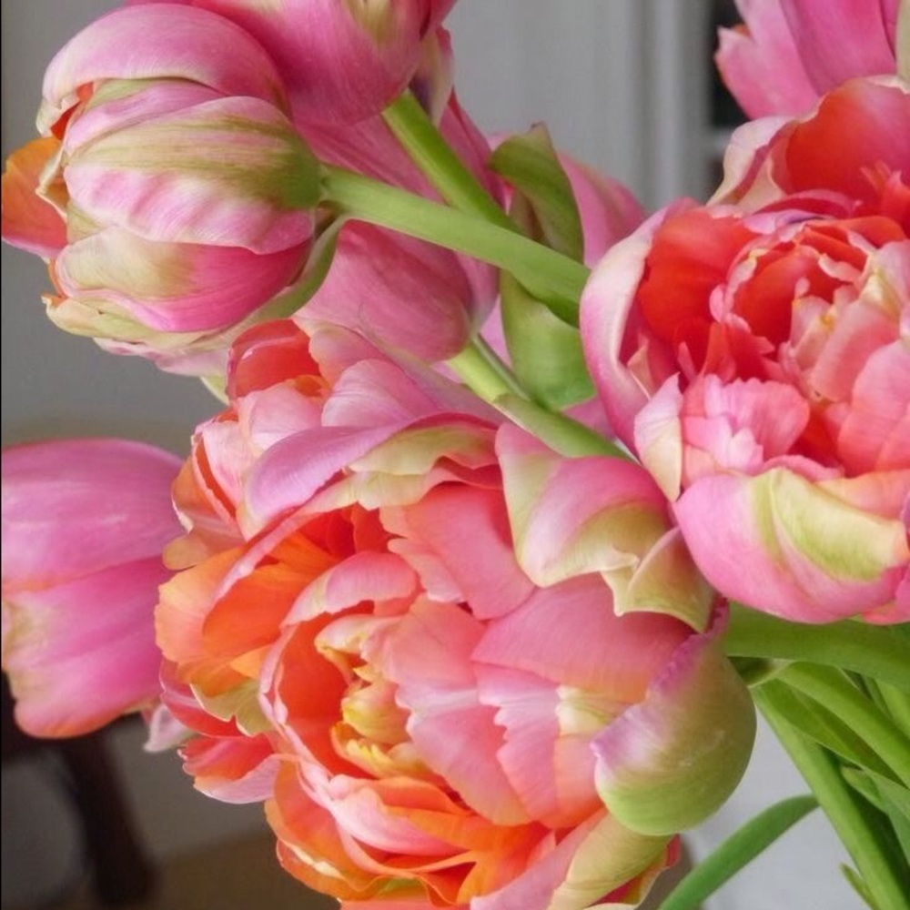 Meet your Posher, Laci