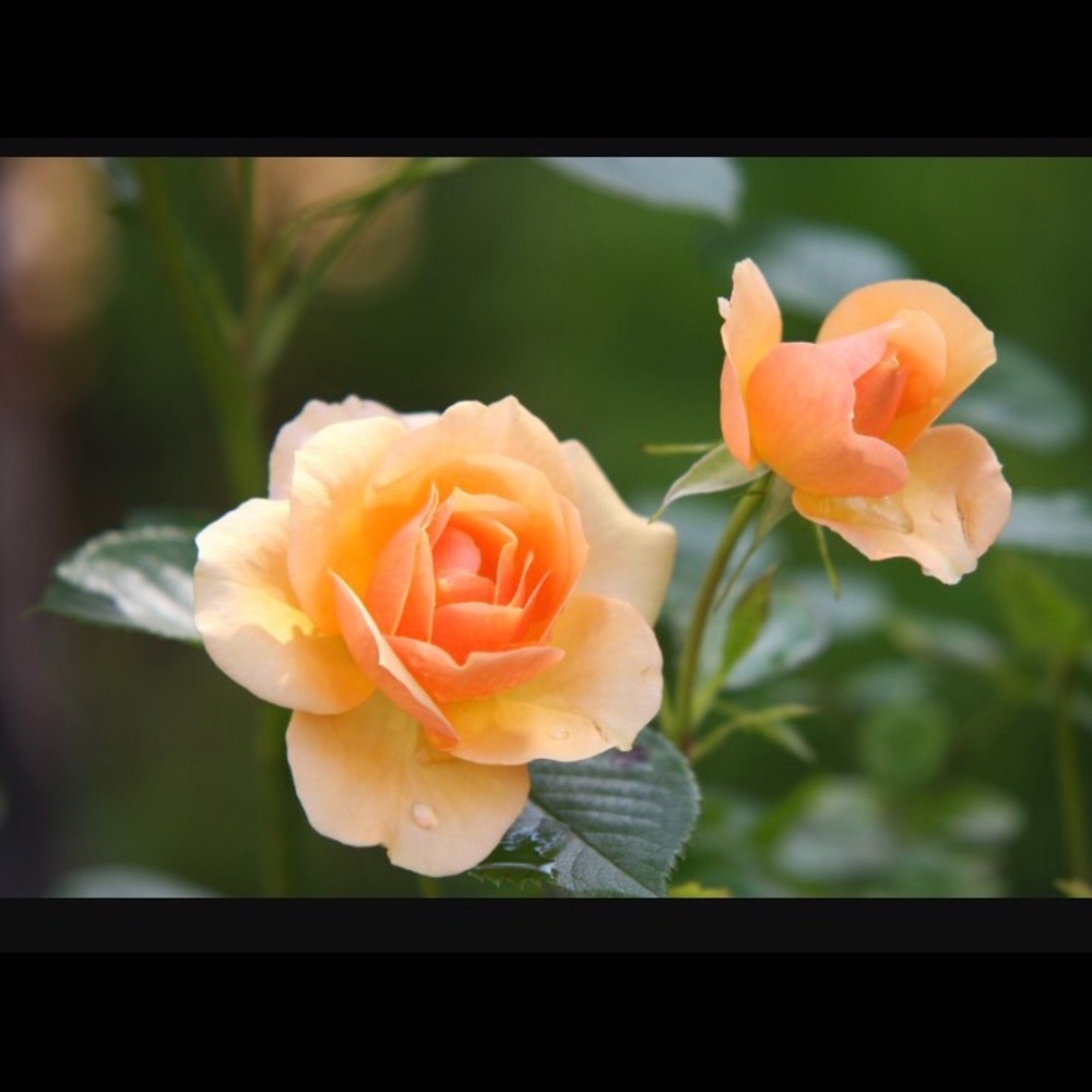 Meet your Posher, Batul