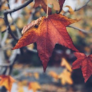 Meet your Posher, Austin