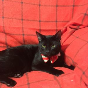 Meet your Posher, Brady