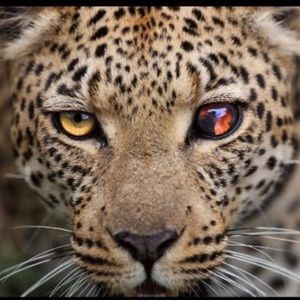 Meet your Posher, Devin