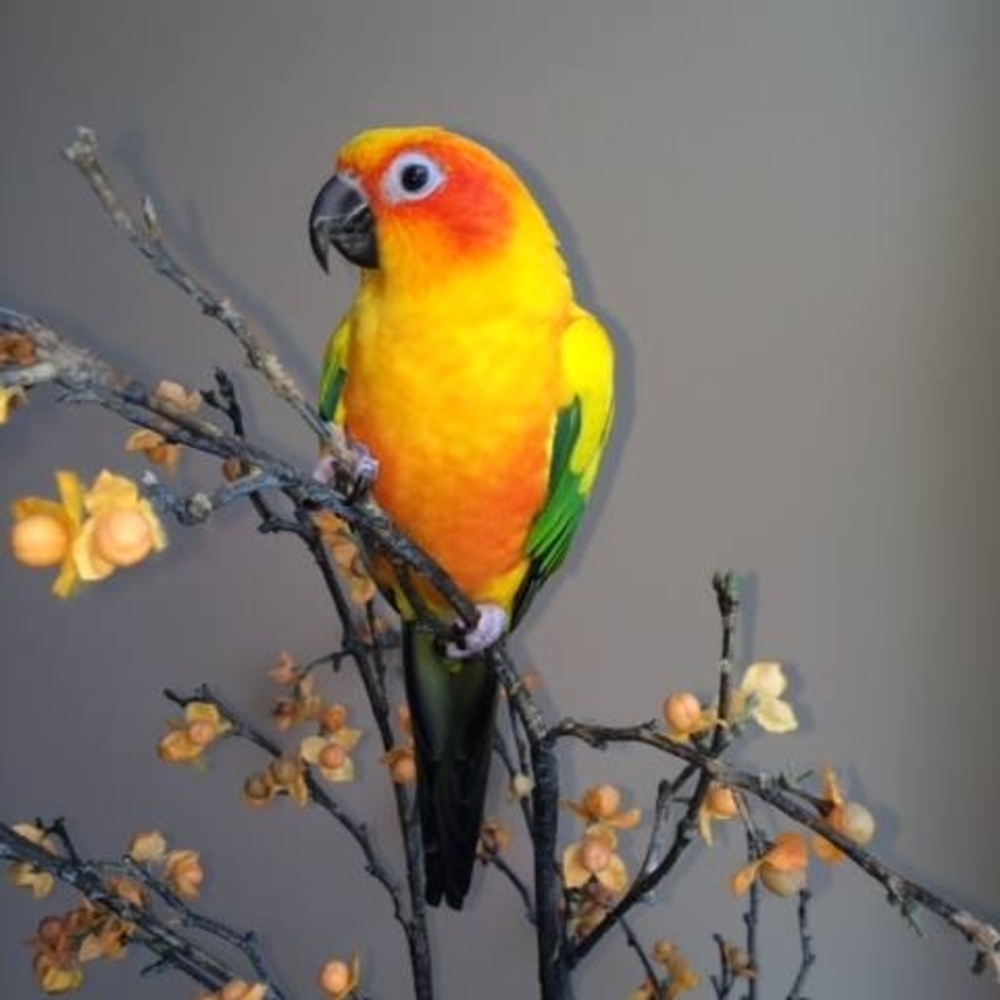 Meet your Posher, Perla