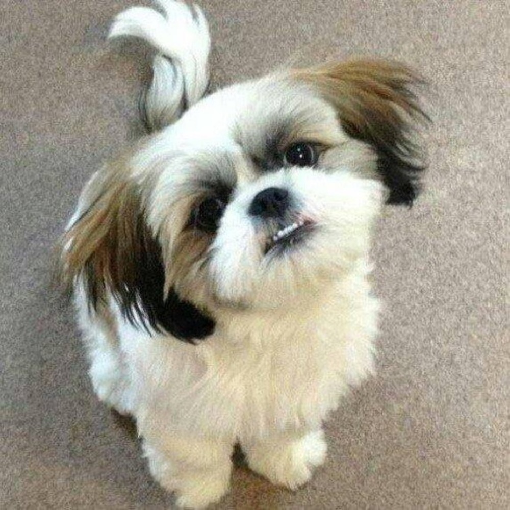 Meet your Posher, Yolanda