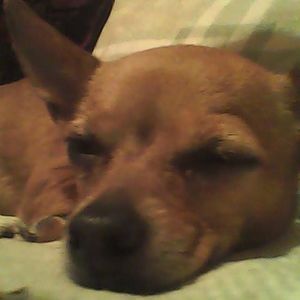 Meet your Posher, Diana