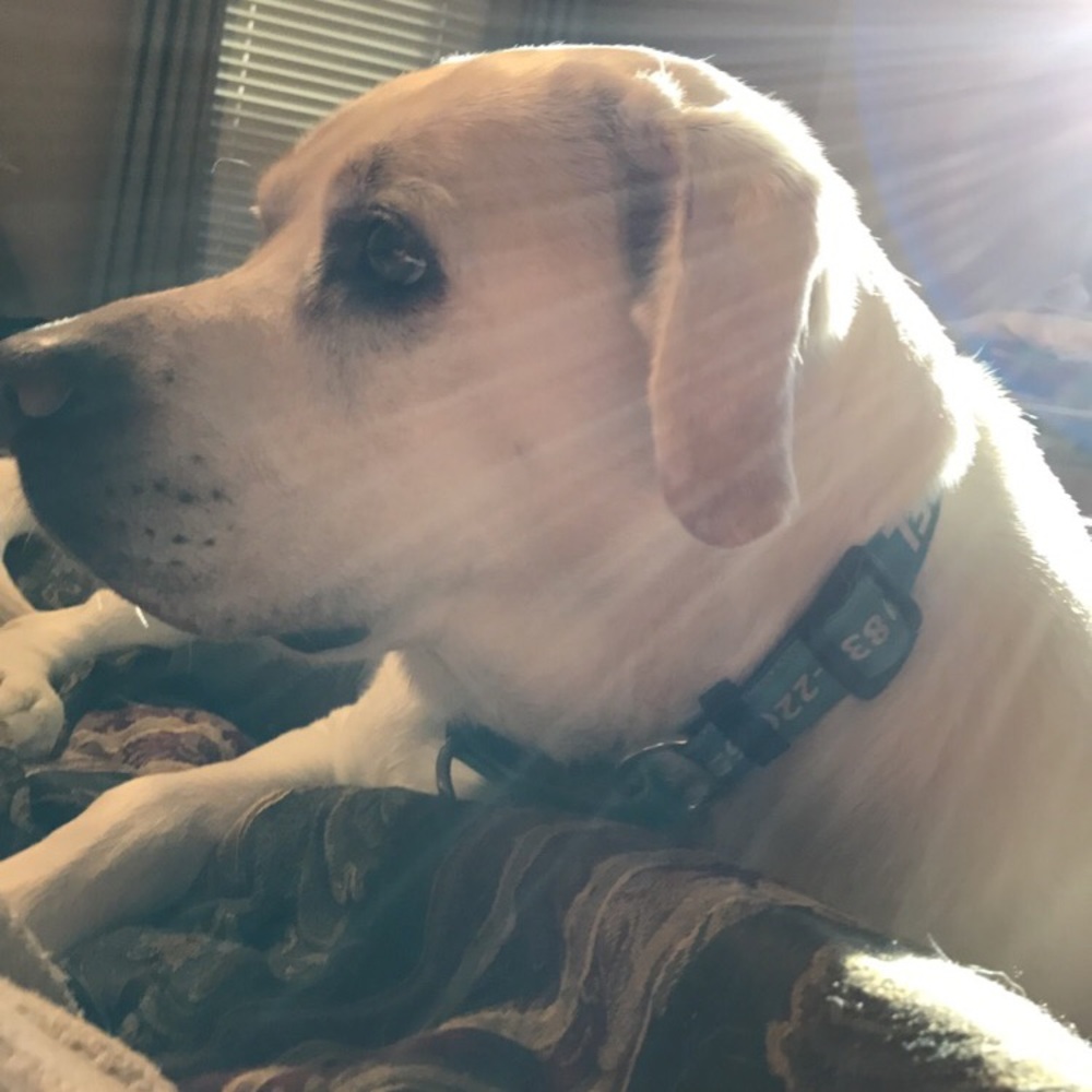 Meet your Posher, Trevor