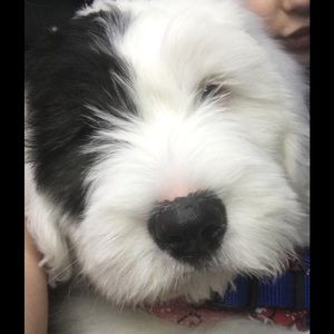 Meet your Posher, Cherrie