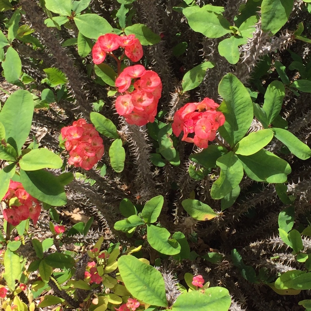 Meet your Posher, Chrissie