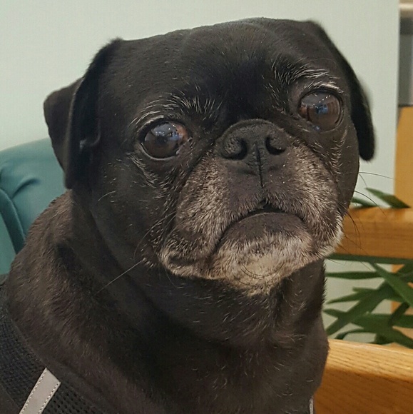 Meet your Posher, Ashton - Picture 2 of 2