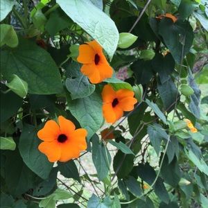 Meet your Posher, Yaneth