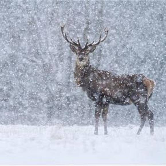 Meet your Posher, Tammy - Picture 2 of 2