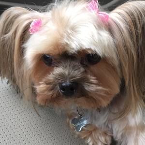 Meet your Posher, Susan