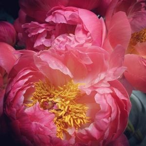 Meet your Posher, Suzanne