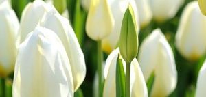 Meet your Posher, Lynn