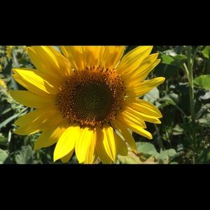 Meet your Posher, Morgan