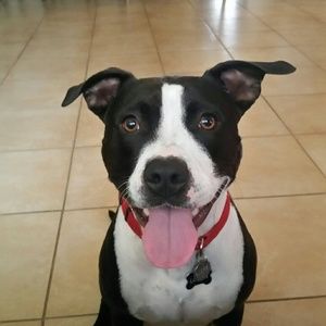 Meet your Posher, Patty