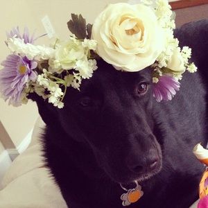 Meet your Posher, Abby