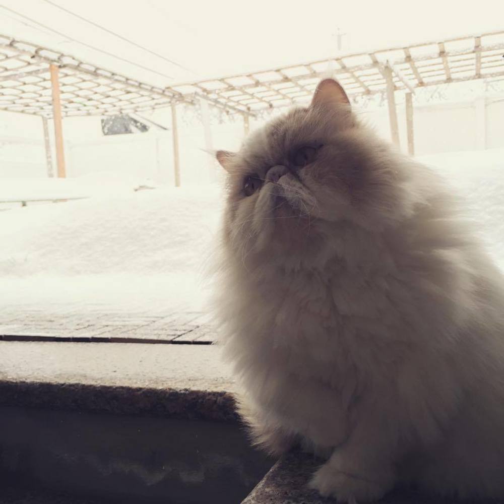 Meet your Posher, Sunny