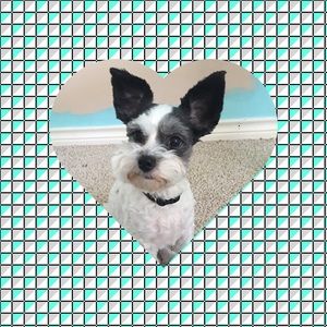 Meet your Posher, Carlie