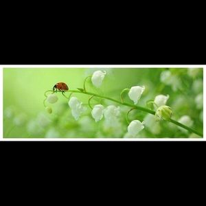 Meet your Posher, Sue