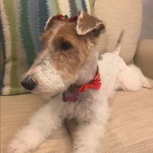 Meet your Posher, Bobbi