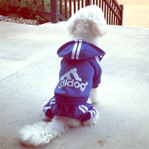 adidas dog sweatsuit