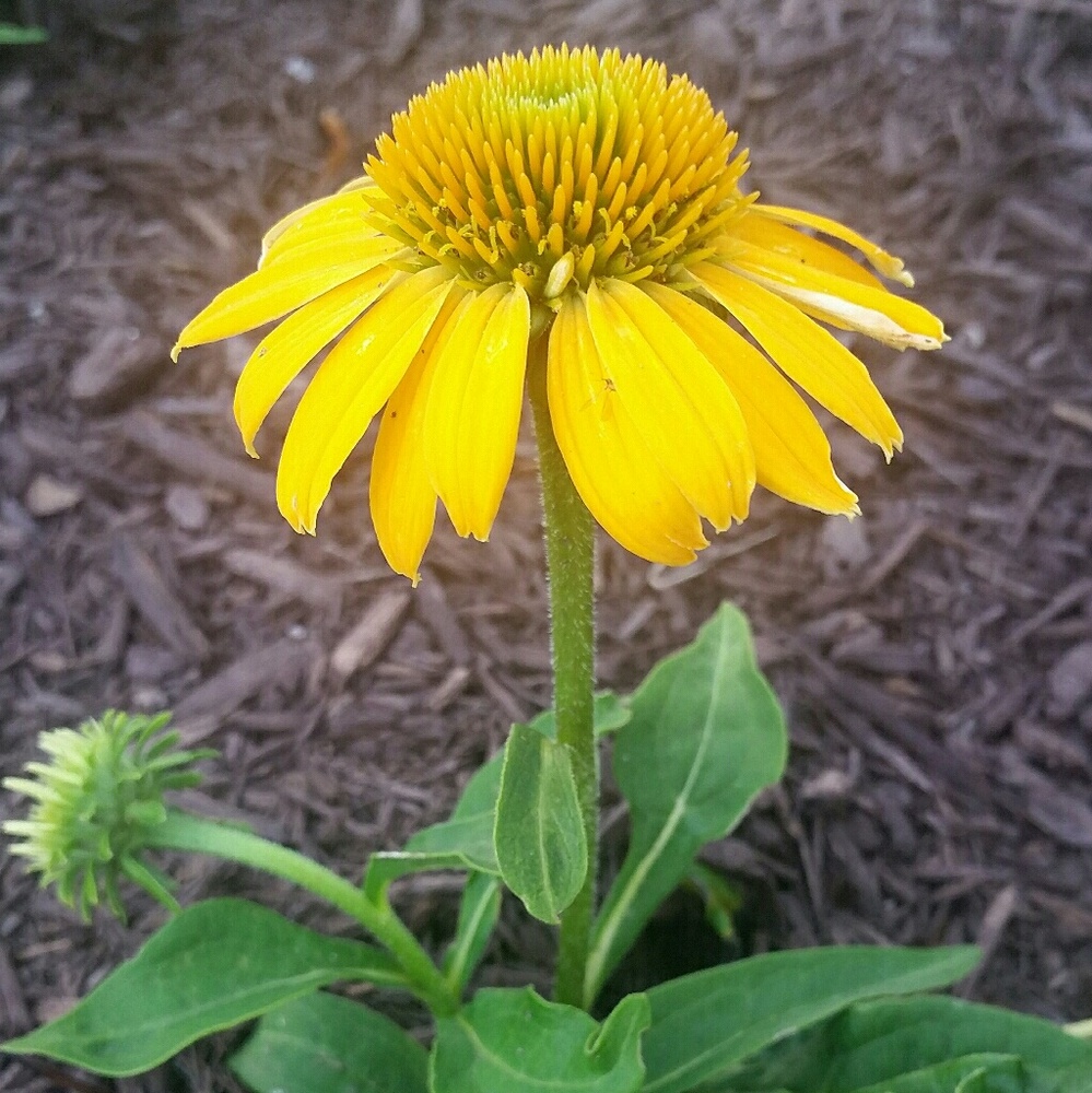 Meet your Posher, Mayu