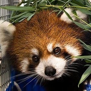 Meet your Posher, Wenming