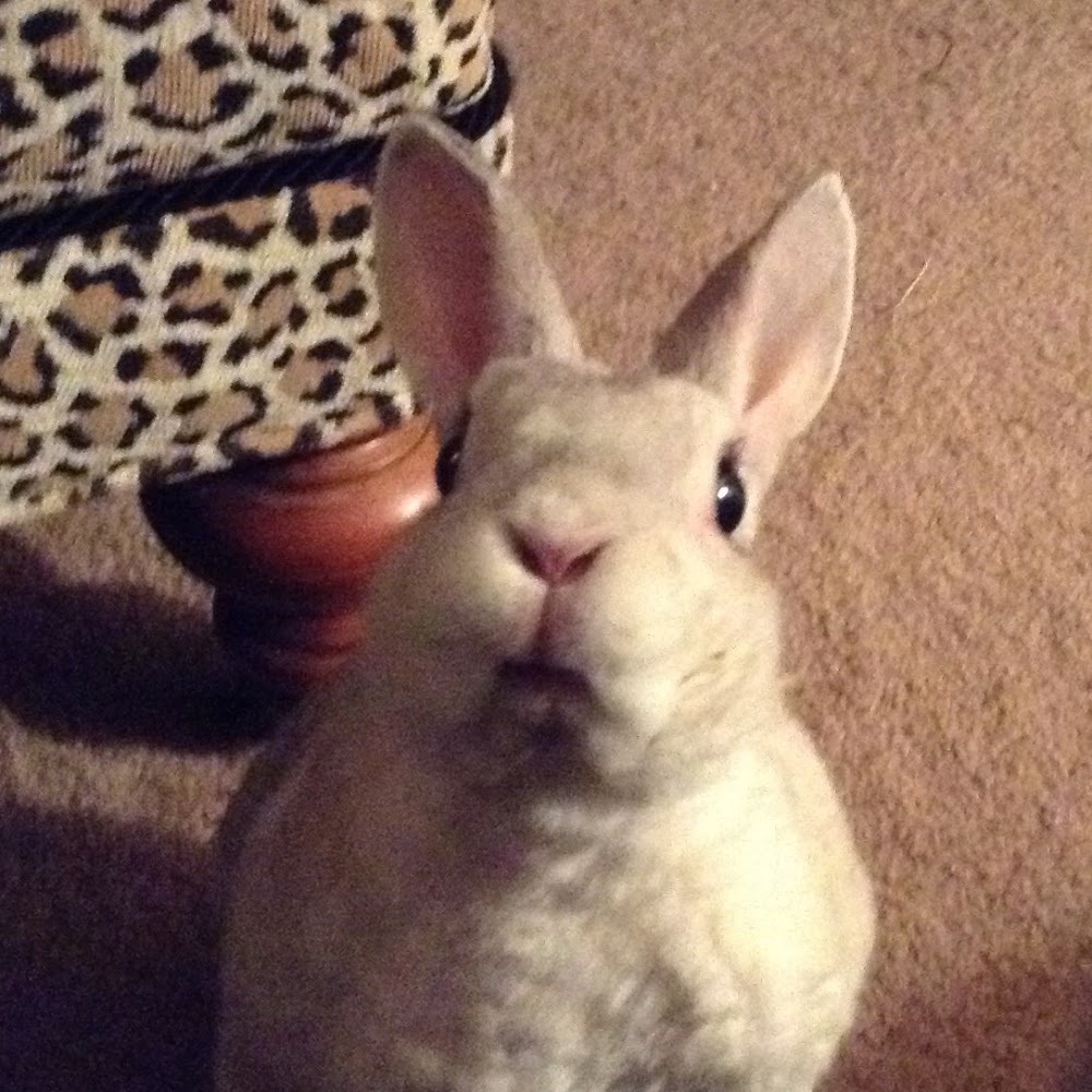 Meet your Posher, Cinder