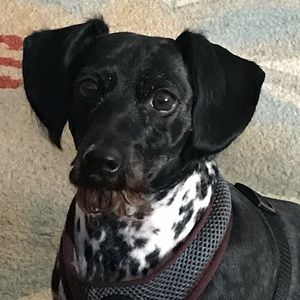 Meet your Posher, Shannon