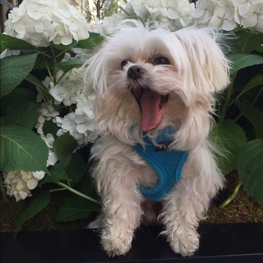 Meet your Posher, Michelle