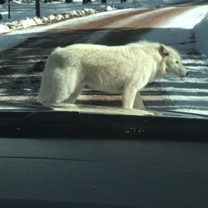 Meet your Posher, Geraldine