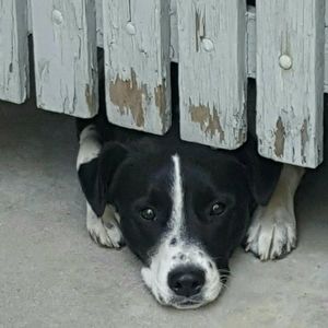 Meet your Posher, Robin