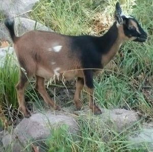 Meet your Posher, Rebecca