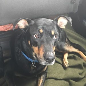 Meet your Posher, Pat