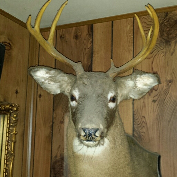 Meet your Posher, Dave - Picture 1 of 1