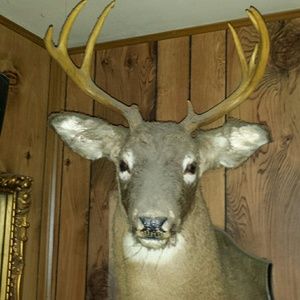 Meet your Posher, Dave