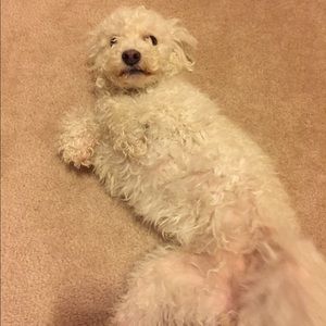 Meet your Posher, Kevin