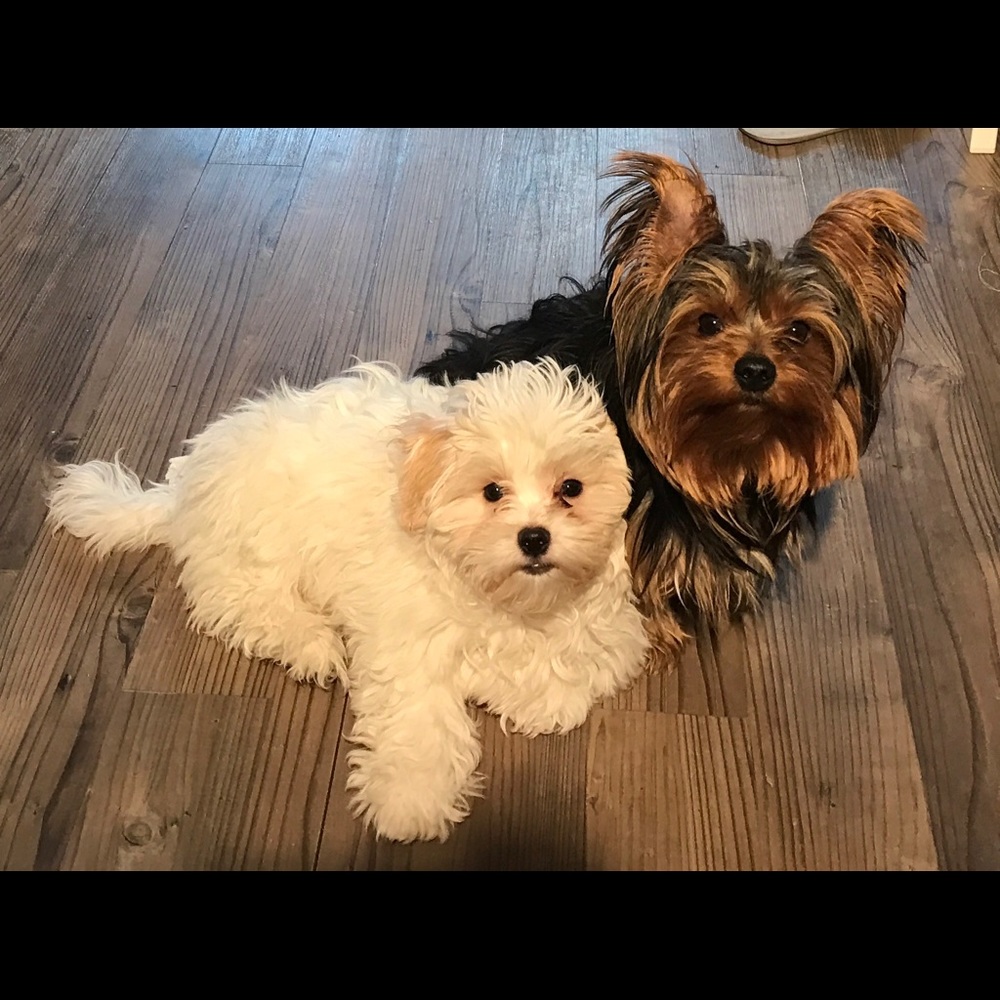 Meet your Posher, Ma cherrylin